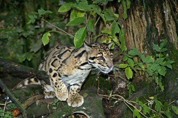 istock Clouded Leopard, neofelis nebulosa, Adult standing in Tree 1253997956