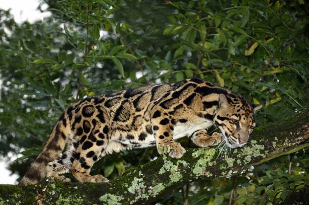 istock Clouded Leopard, neofelis nebulosa, Adult standing in Tree 1253997960