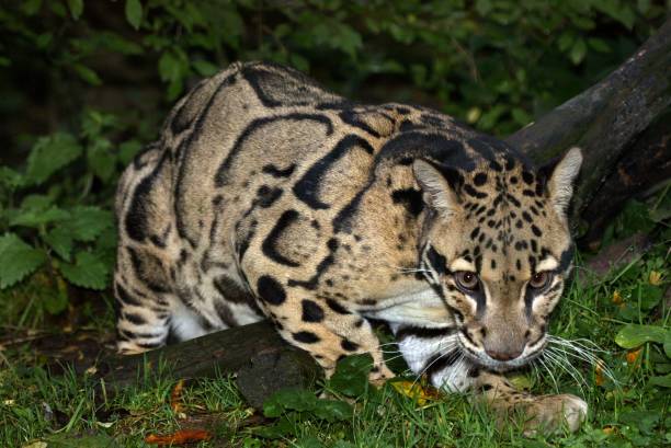 istock Clouded Leopard, neofelis nebulosa, Adult standing in Ground 1253997976