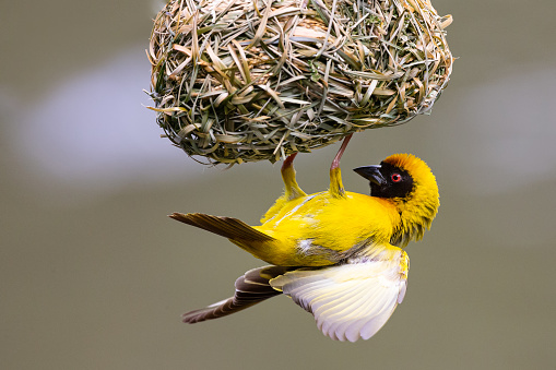 A male southern masked weaver building a nest of green grass