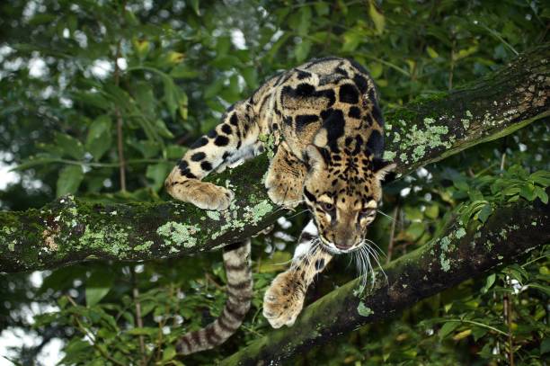 istock Clouded Leopard, neofelis nebulosa, Adult standing in Tree 1253997984