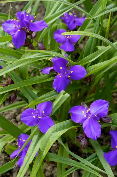 Purple Flowers of Virginia spiderwort