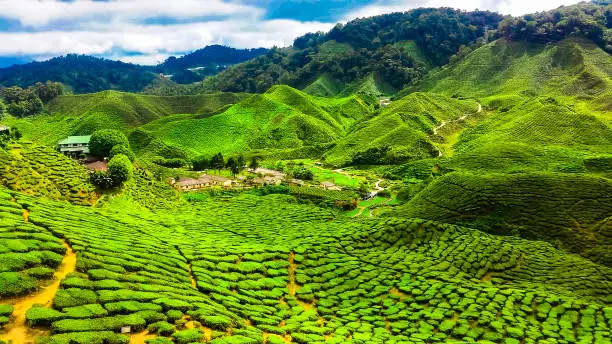 View over the bright green tea plantations of the Cameron Highlands in Malaysia