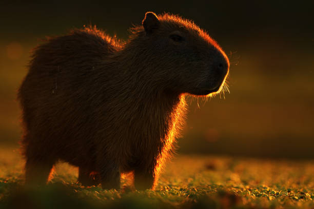 istock Biggest mouse around the world, Capybara, Hydrochoerus hydrochaeris, with evening light during sunset, Pantanal, Brazil 1253998420