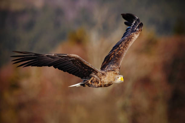 istock Bird flight White-tailed Eagle, Haliaeetus albicilla, birds of prey with forest in background 1253998500