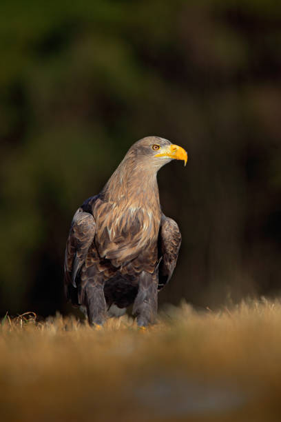 istock White-tailed Eagle, Haliaeetus albicilla, sitting on the meadow with nice sun light, big bird of prey, France 1253998519