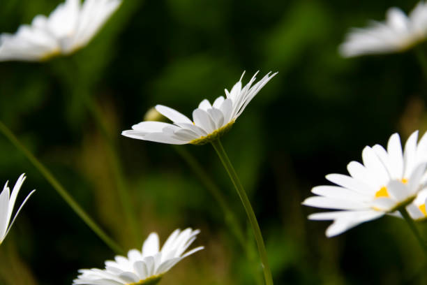istock White daisies on a dark background. Meadow. Wildflowers. Healing herbs. 1253999724