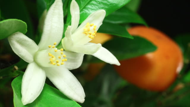 Orange blossom blooming in time lapse video. HD