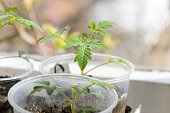 kleine-tomatensprossen-in-runden-plastikbechern.jpg?b=1&s=170x170&k=20&c=vymXN8q0gCFKkU4scukFGm69IMKxKX9PiSRV4oj35GU=