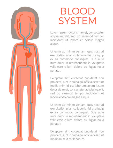 Blood System Poster and Text Vector Illustration Blood system, poster and editable text sample, woman organism, with veins arteries set circulation of human body, isolated on vector illustration Human Blood Vessel stock illustrations