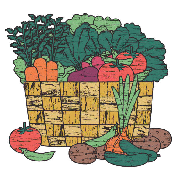 ilustraciones, imágenes clip art, dibujos animados e iconos de stock de cesta vegetariana, productos locales - radish vegetable farmers market gardening