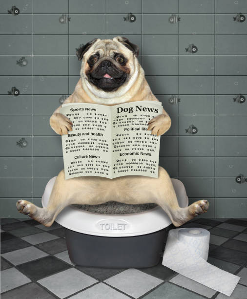 istock Pug with newspaper sits on biotoilet 1254001862