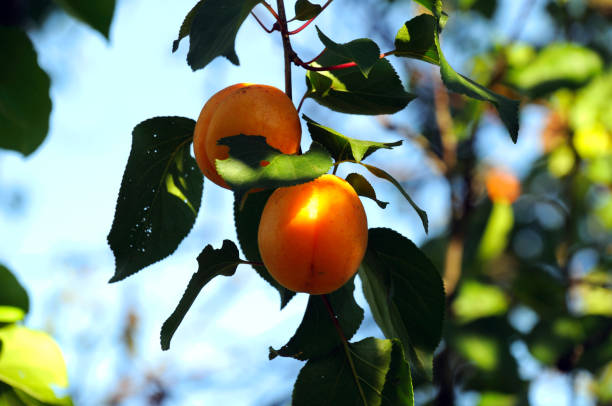 istock ripe apricots on a tree in the garden 1254002323