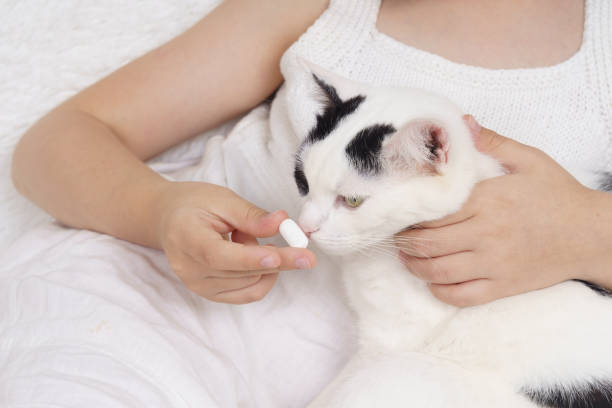 adolescente malade nourrit une pilule à un chat. - illness domestic cat headache animal photos et images de collection