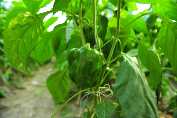 istock Green pepper in greenhouses 1254002656