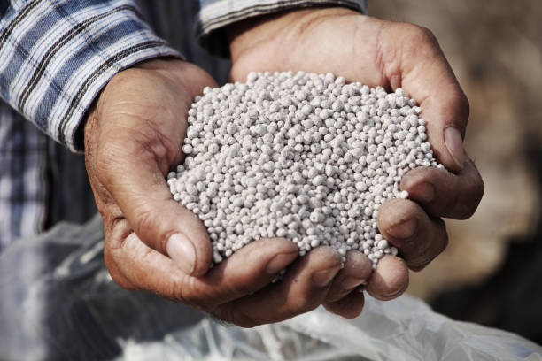 White chemical fertilizer in Asian farmer hand stock photo