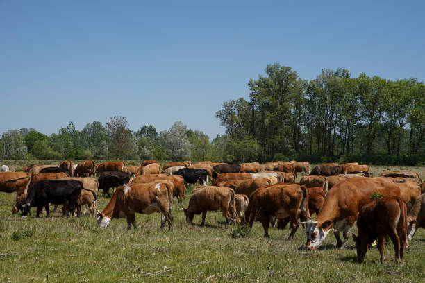 istock Cattle cows and calves graze in the grass. keeping cattle under the open sky. Blue sky with clouds. Europe Hungary 1254003856