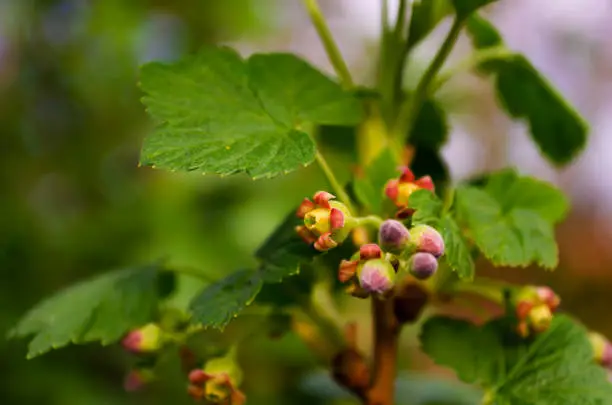 Macro photo blackcurrant blossom, detail. Flowers on a berry bush. Green foliage close-up. Unopened flower buds.