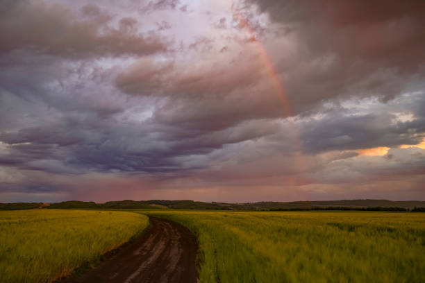 istock Wheat or barley field under a storm cloud and a rainbow. At sunset the clouds are orange, purple and navy blue. Beautiful landscape. 1254005441