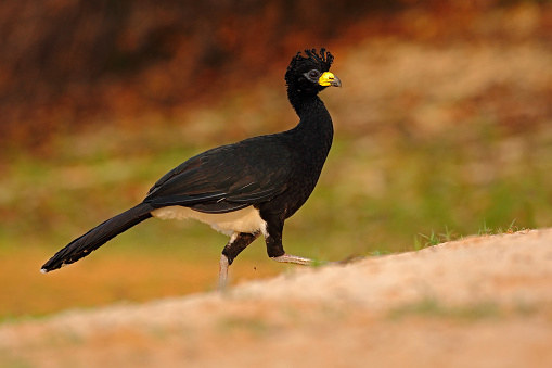 Bare-faced Curassow, Crax fasciolata, big black bird with yellew bill in the nature habitat, Barranco Alto, Pantanal, Brazil