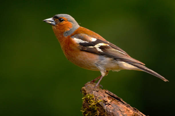 istock Chaffinch, Fringilla coelebs, orange songbird sitting on the nice lichen tree branch with. Chaffinch little bird in nature forest habitat, Chaffinch with clear green background, Germany 1254005607