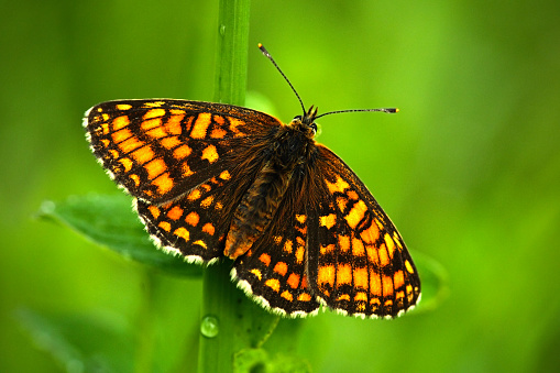 Beautiful butterfly, Heath Fritillary, Melitaea athalia, sitting on the green leaves, insect in the nature habitat, spring in the meadow, European wildlife, Czech republic