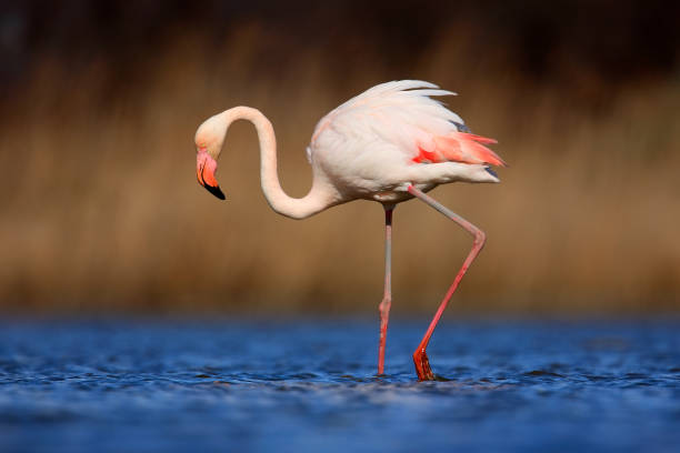 gran flamingo, phoenicopterus ruber, hermoso pájaro rosado grande en aguas azules oscuras, con sol de la noche, caña en el fondo, animal en el hábitat de la naturaleza, italia - flamenca fotografías e imágenes de stock