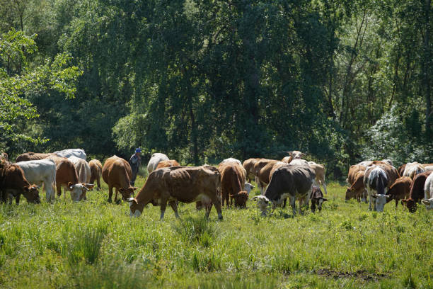 istock Cattle cows and calves graze in the grass. Cattle breeding free range. Europe Hungary 1254006719