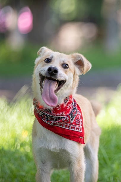 istock Funny yellow dog smiling on the grass 1254007137