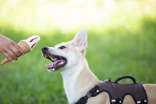 istock Dog eat ice cream on the grass 1254007150