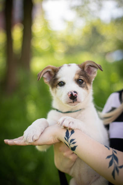 istock Little puppy on the grass 1254007207