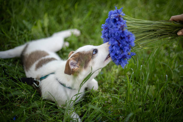 Little white puppy on the grass
