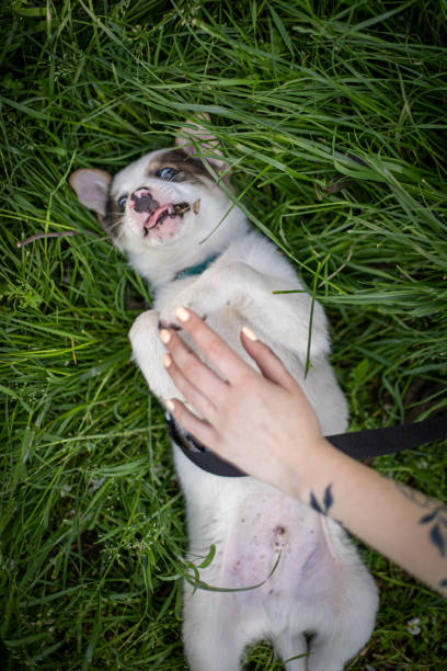 istock Little puppy on the grass 1254007253
