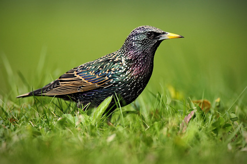 European Starling, Sturnus vulgaris, in beautiful plumage walking in green grass