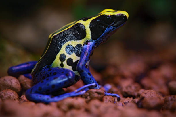istock Blue and yellow amazon Dyeing Poison Frog, Dendrobates tinctorius, in nature habitat 1254008391