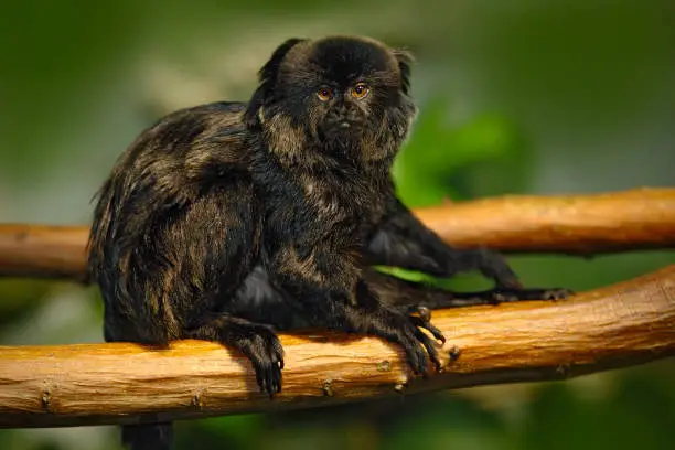 Goeldi's Marmoset or Goeldi's Monkey, Callimico goeldii, dark monkey in the nature habitat, green forest background, national park, Peru