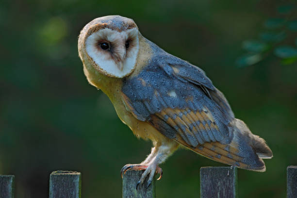 Photo of Barn owl sitting on wooden fence with dark green background, bird in habitat, Czech republic, Central Europe