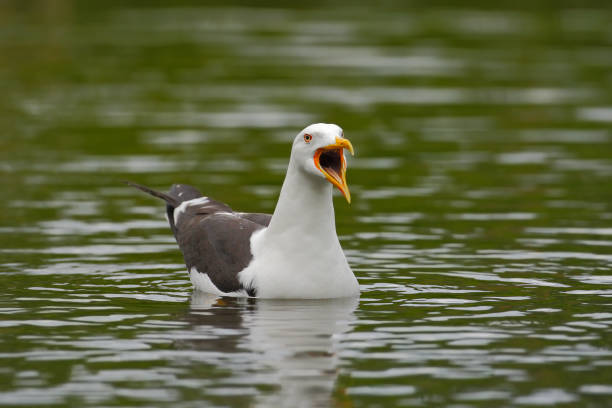 istock Kelp Gull, Larus dominicanus, water bird with open bill, Finland 1254008451