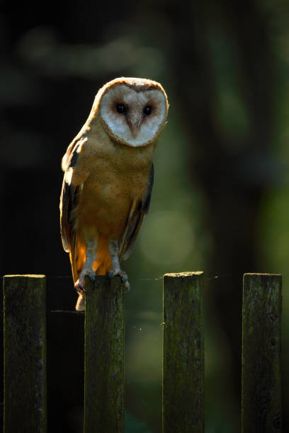 Photo of Barn owl sitting on wooden fence with dark green background, bird in habitat, Slovakia, Central Europe