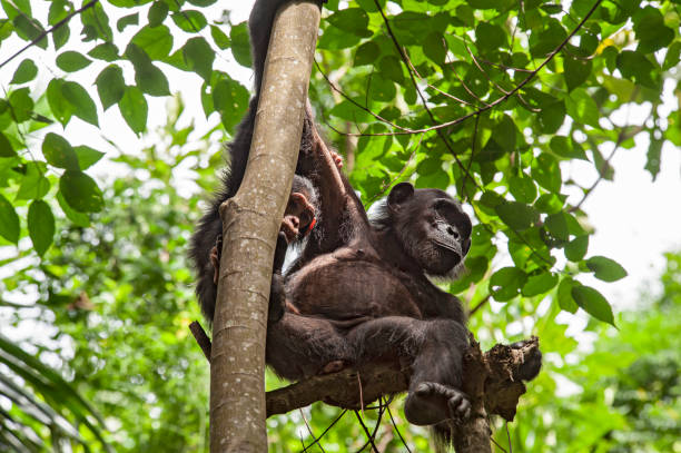 istock Chimpanzee with baby on a tree, Gombe/Tanzania 1254008515