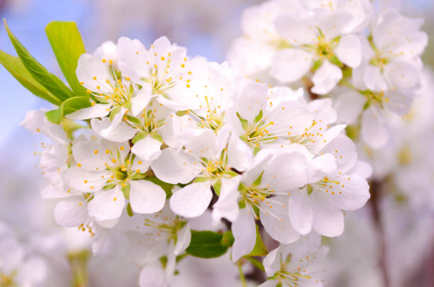 青空の背景に白い梅の花がクローズアップ。梅を咲かせる。優し さ。マクロ。春。 - clear sky flower part flower macro ストックフォトと画像