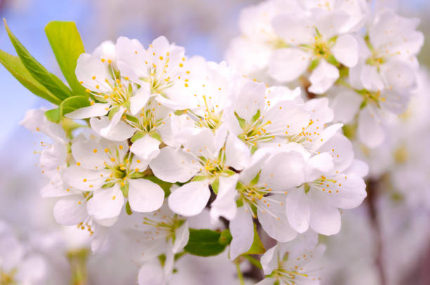 flores de ameixa branca fecham em um fundo de céu azul. ameixa florescente. ternura. macro. primavera. - plum leaf fruit white - fotografias e filmes do acervo