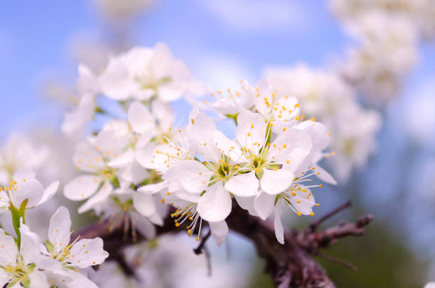 białe śliwkowe kwiaty z bliska na tle błękitnego nieba. kwitnąca śliwka. tkliwość. makro. wiosna. - plum leaf fruit white zdjęcia i obrazy z banku zdjęć