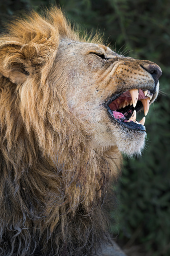 Close-up portrait of a male lion (panthera leo). Shot in wildlife in Savuti, Chobe National Park, Botswana