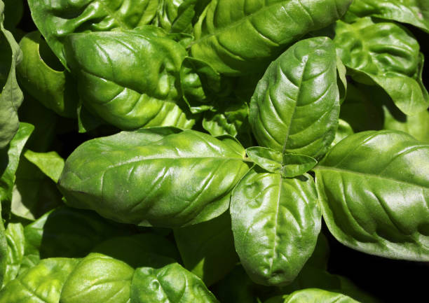 istock Green leaves of basil 1254011164