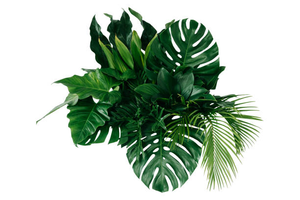 istock tropical leaves, abstract green leaves texture, nature background 1254012056