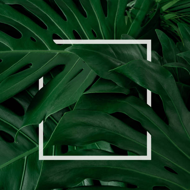 istock tropical leaves, abstract green leaves texture, nature background 1254012058