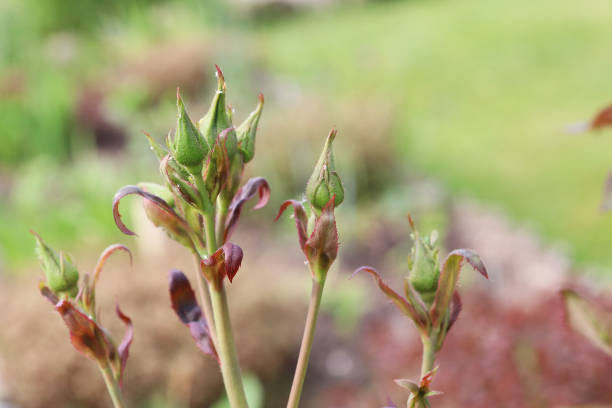 istock red rose buds on green background 1254012307