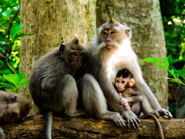 istock Monkey family in the Monkey Forest of Ubud, Bali 1254014649