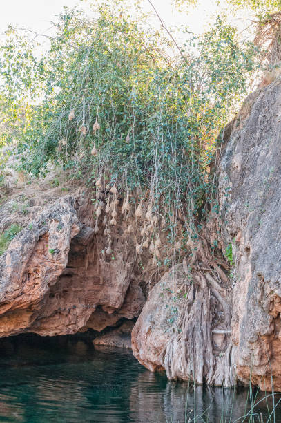 istock Natural swimming pool with bird nests at the Ongongo 1254014849